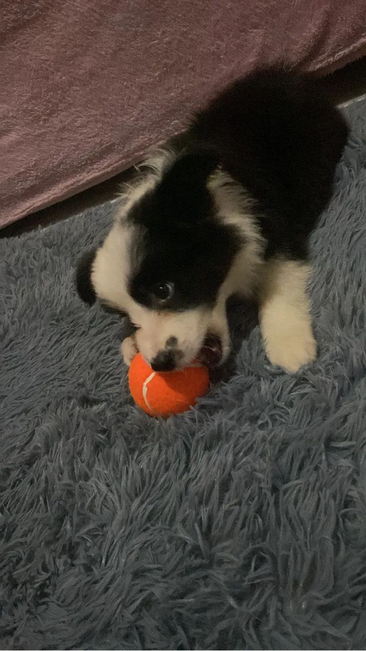 Vendo border collie - Foto 3
