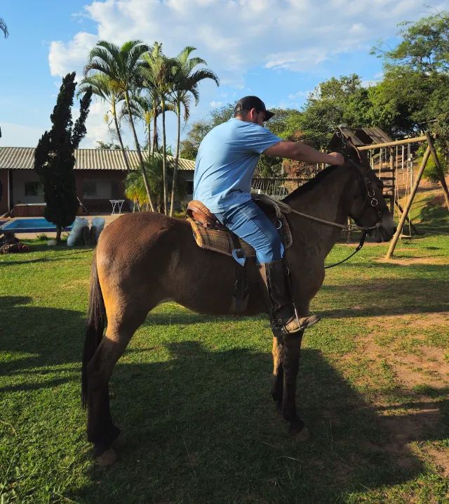 Mula de patrão  - Foto 4