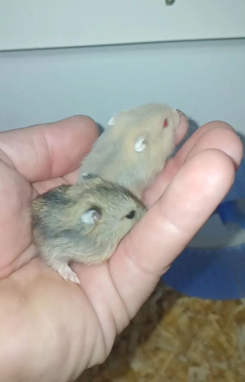 Hamster anão russo - Foto 2