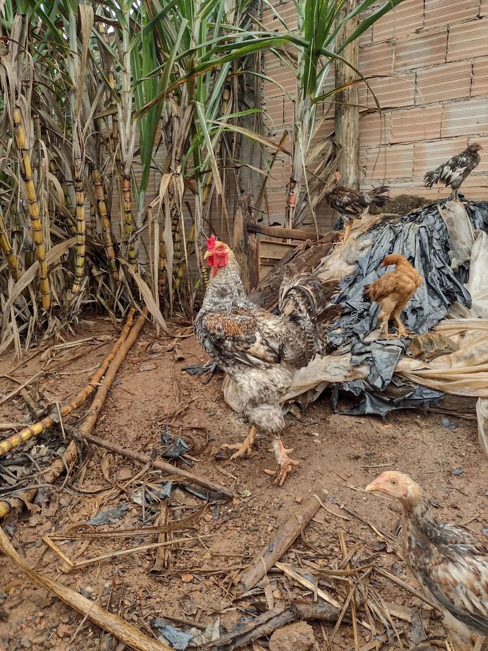 Galo  - Foto 4