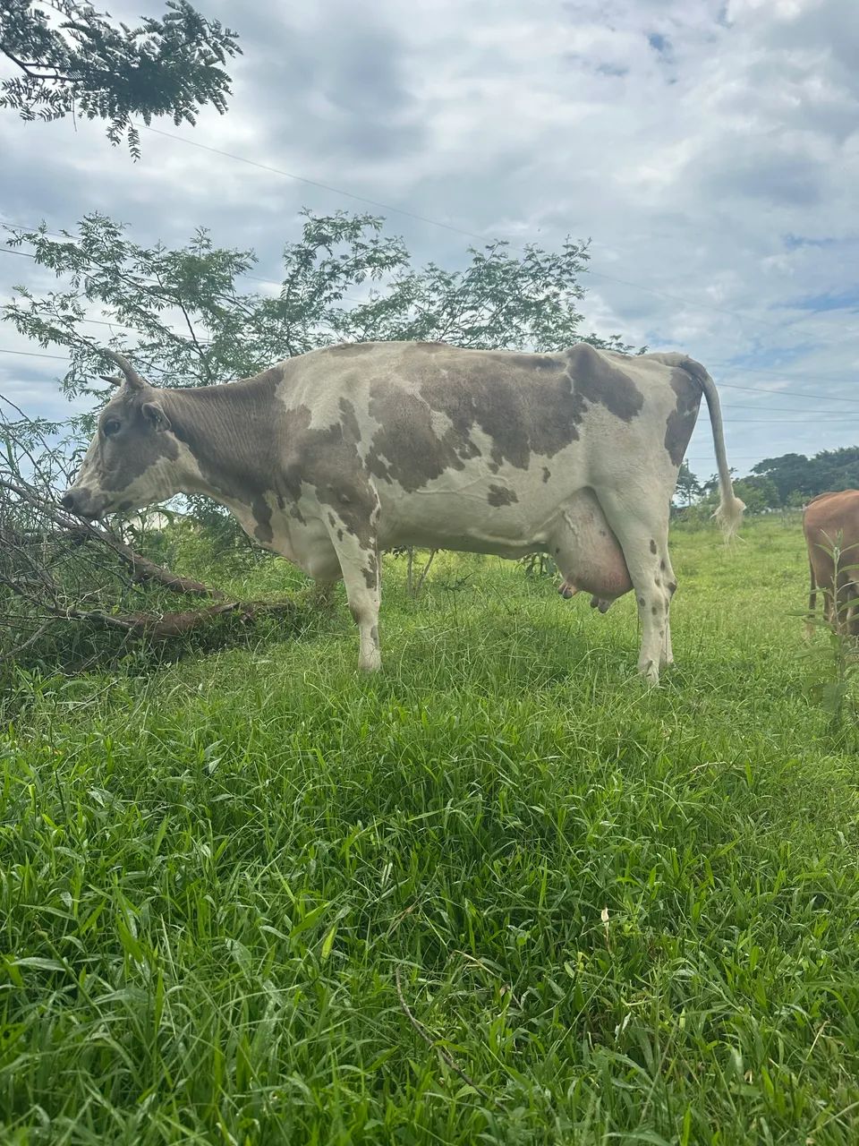Vaca fenômeno 