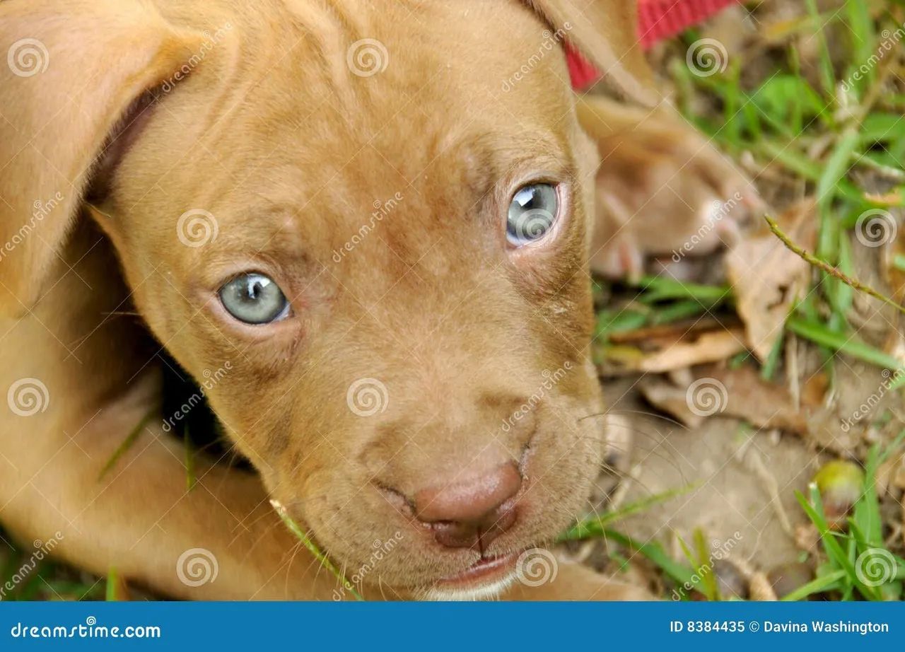 Pit Bull filhote