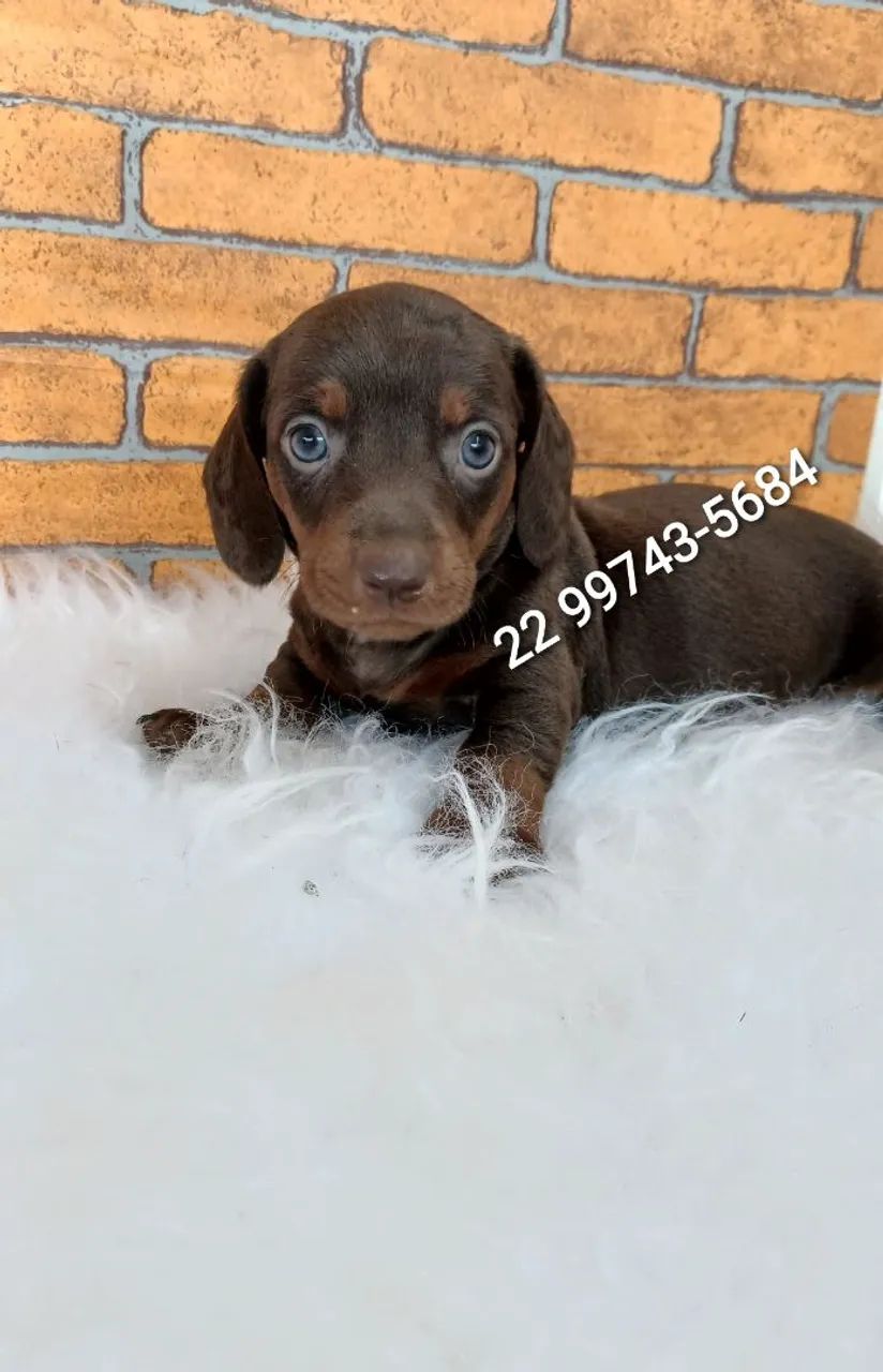Teckel  mini - Foto 2