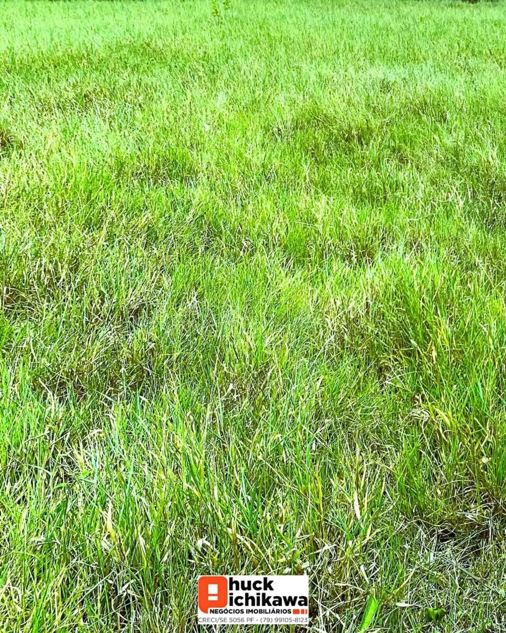 FAZENDA DE 1000 TAREFAS Umbaúba / Indiaroba - Foto 5