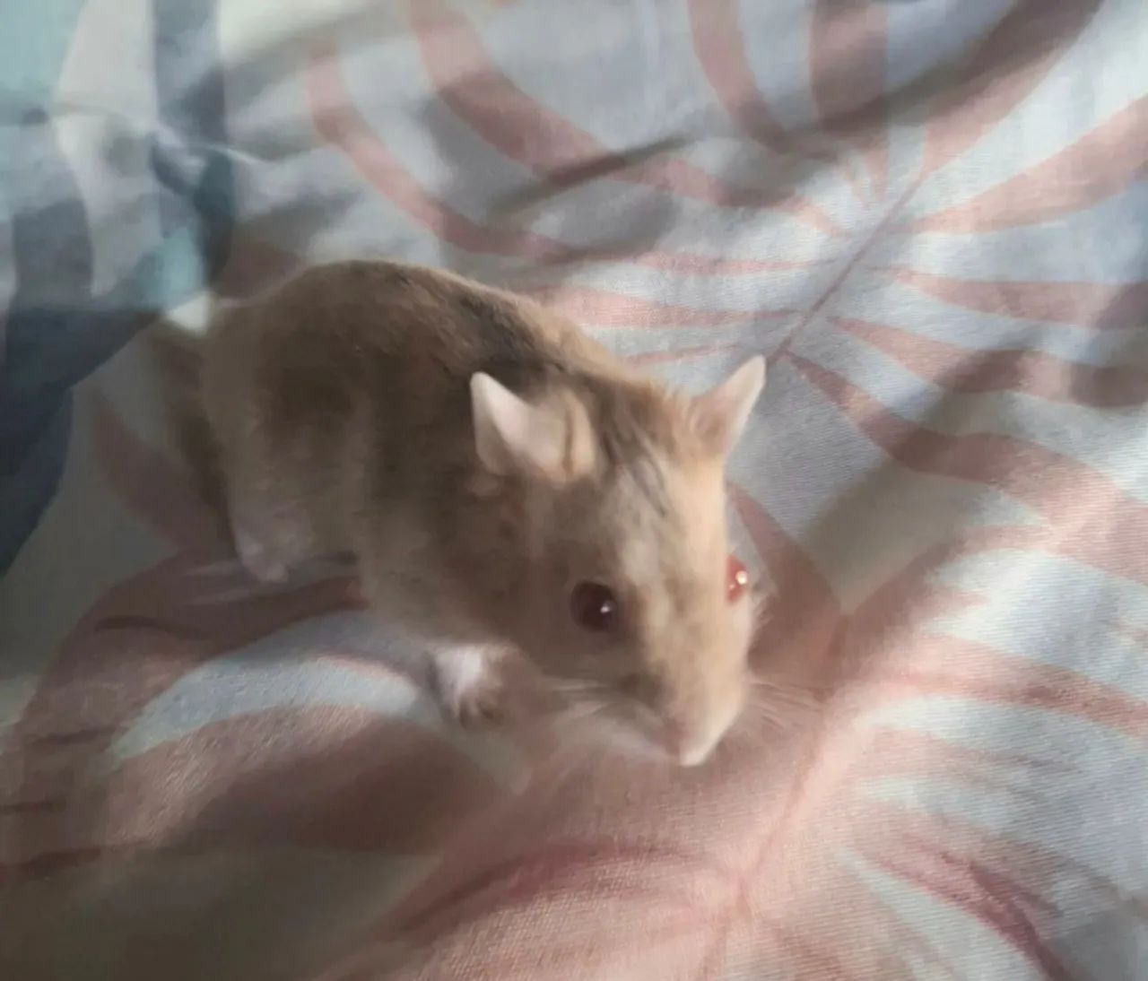 Hamster anão russo  - Foto 5