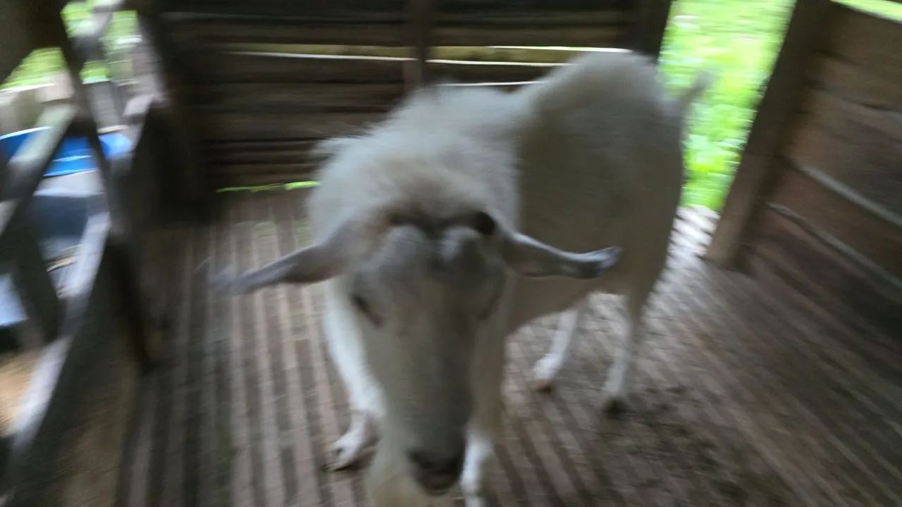 Vendo cabra leiteira e bode - Foto 2