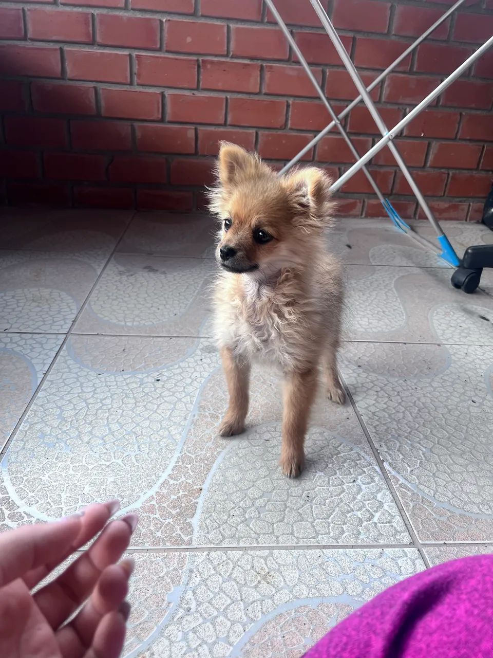 Spitz macho na troca de pelos  - Foto 2