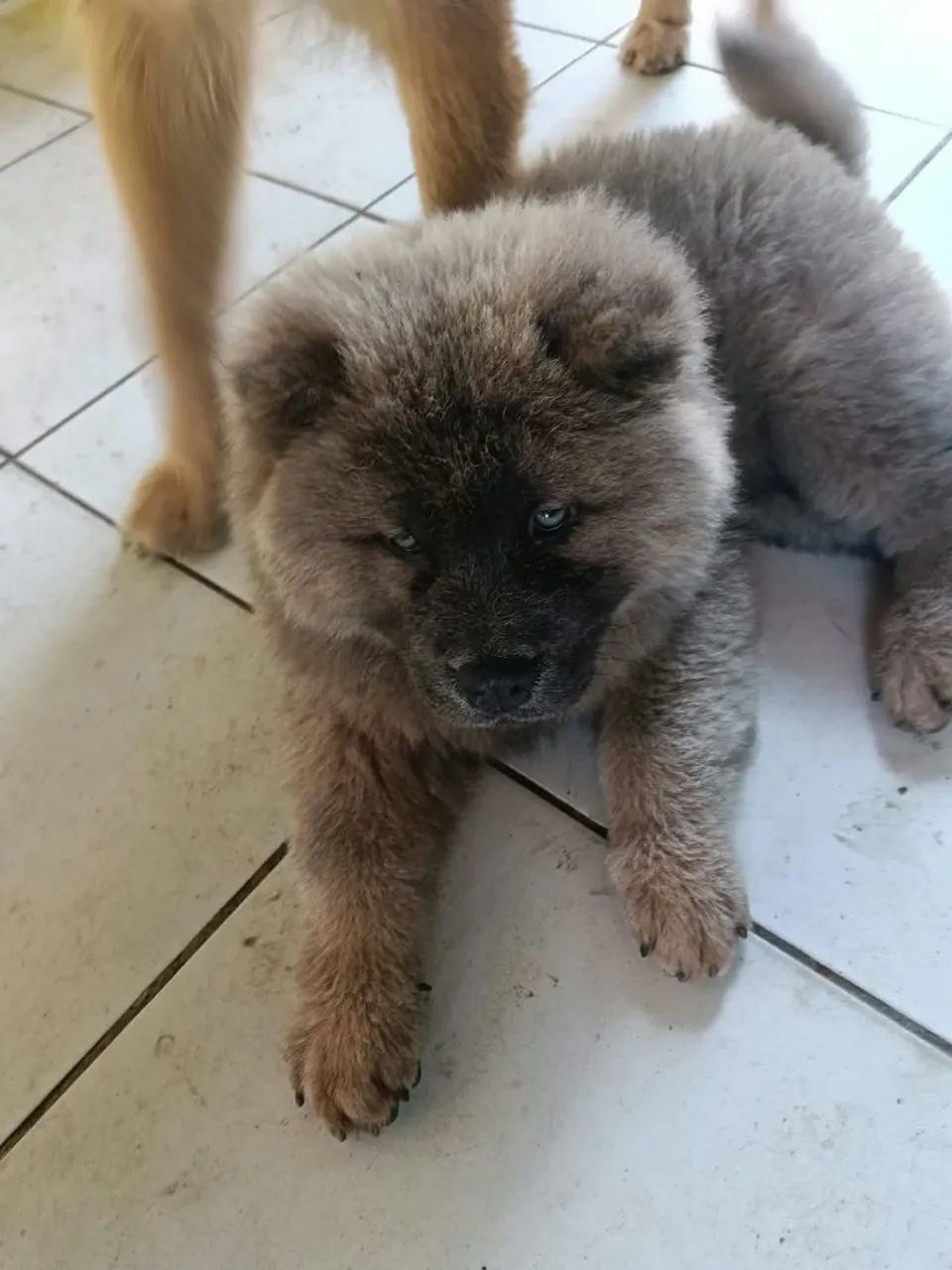 Cachorro  - Foto 3