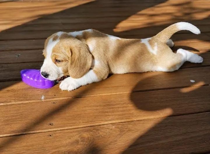 Filhotes de beagle - Foto 3