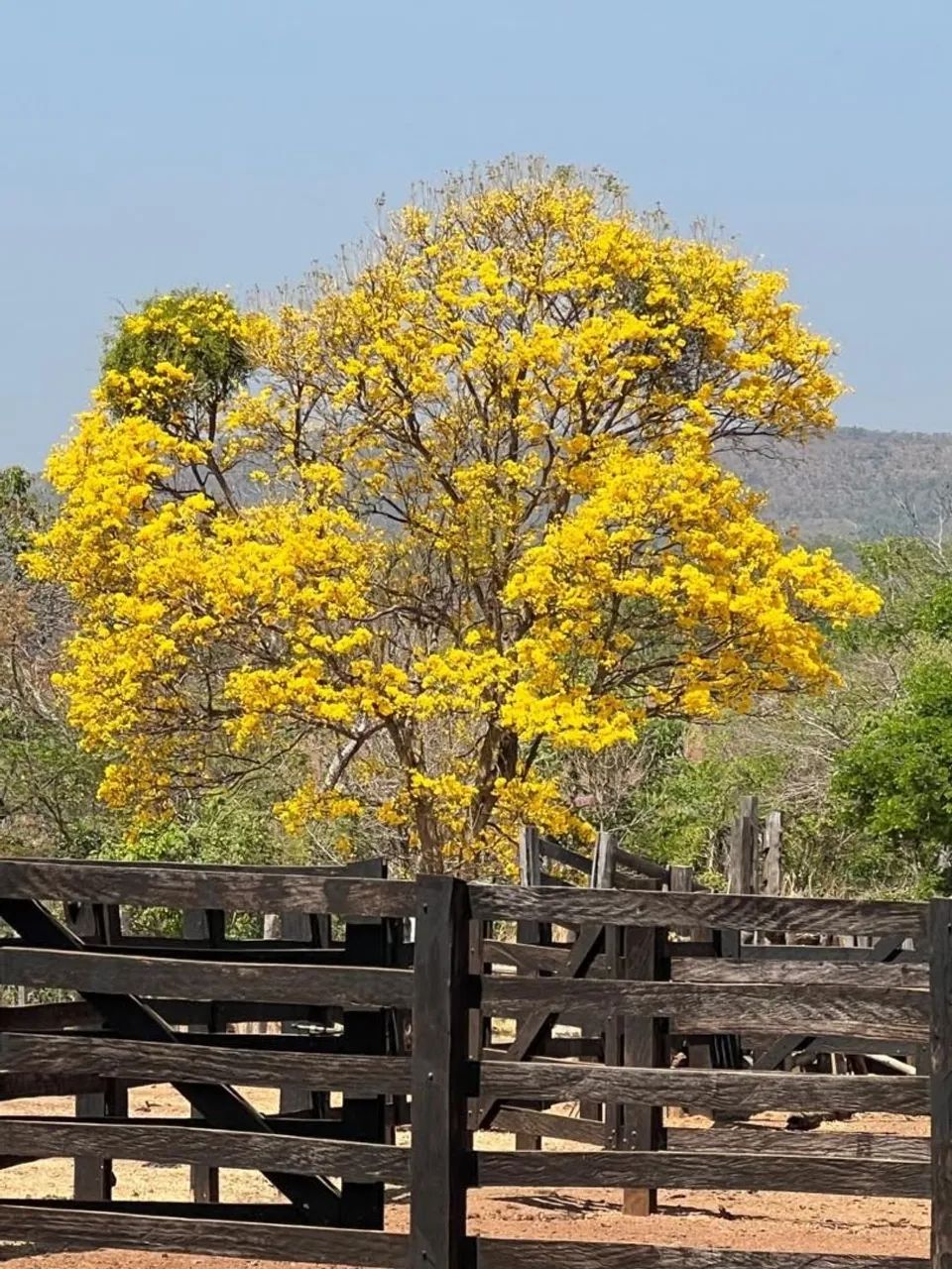 Fazenda em Plano Diretor Norte - Palmas - Foto 2