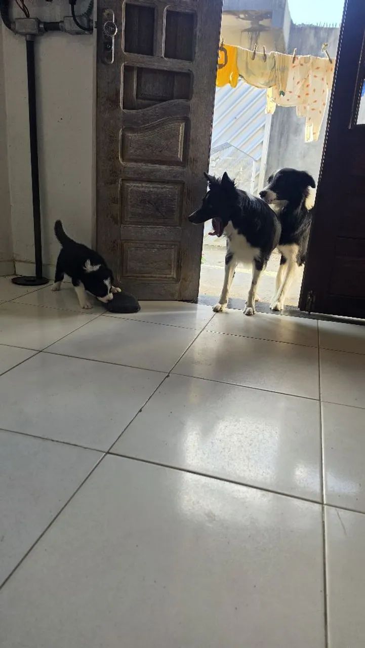 Border collie  - Foto 2