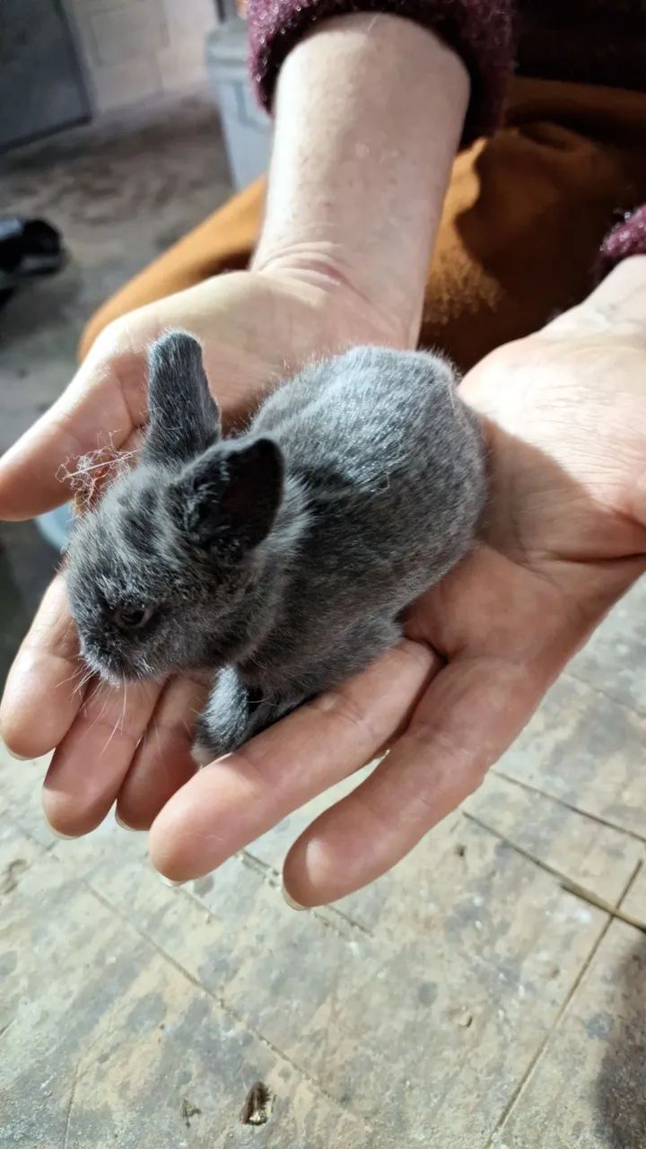 Mini Coelhos lion - Foto 4