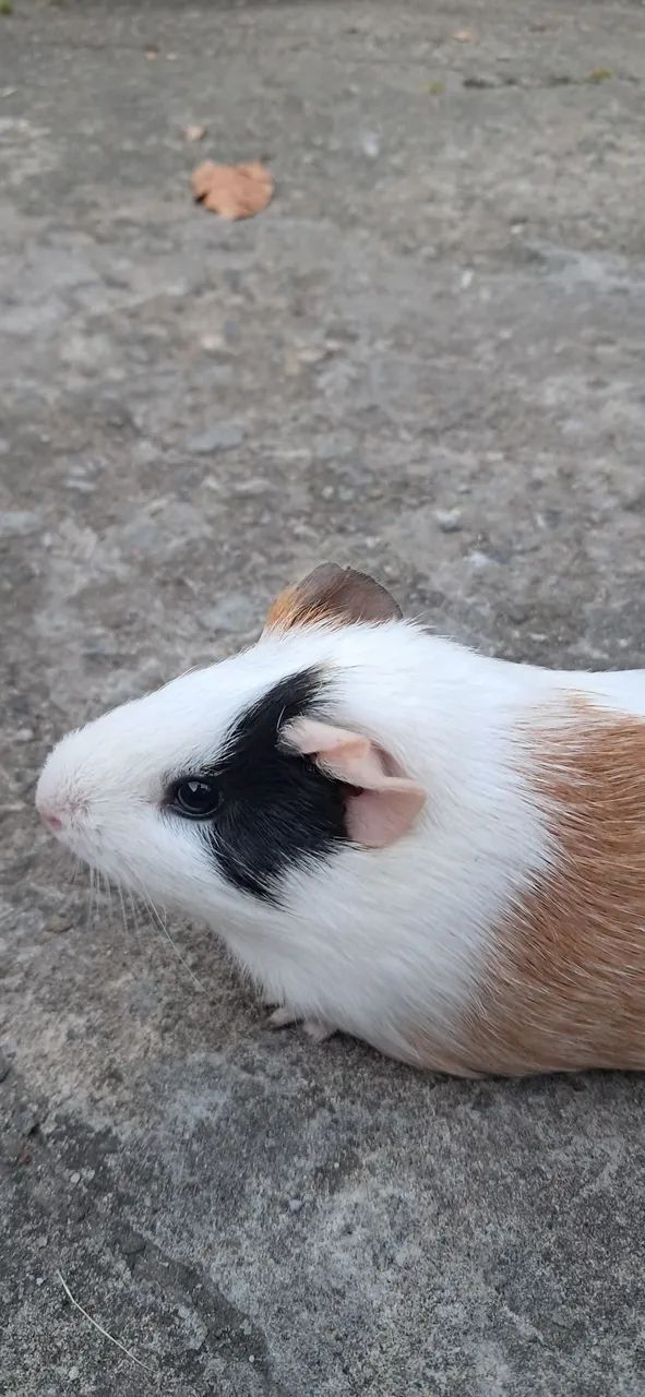 Porquinha da índia fêmea  - Foto 3