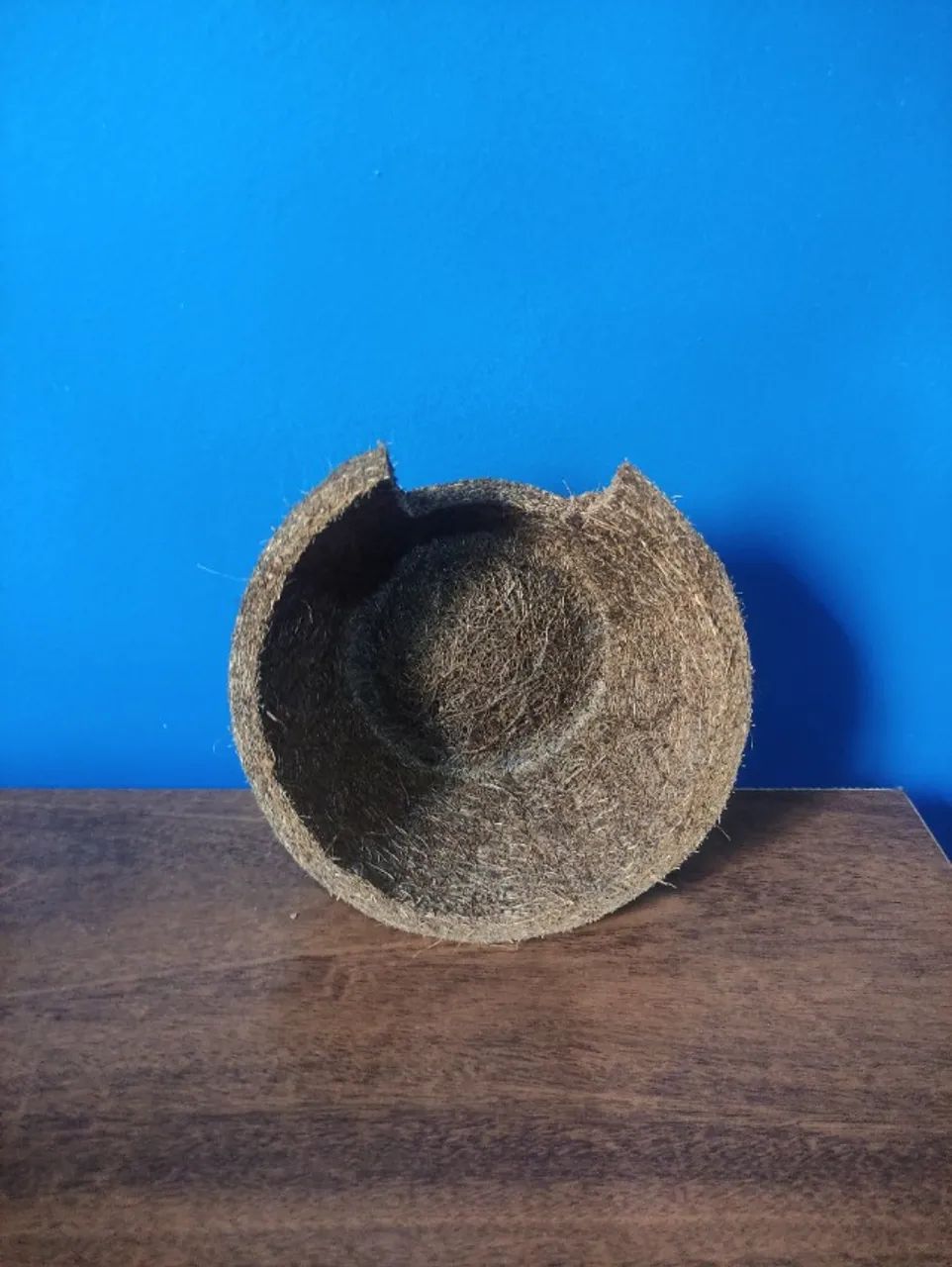 Toca de Fibra de Coco Natural para Hamster (Usada - Ótimo Estado) - Foto 2