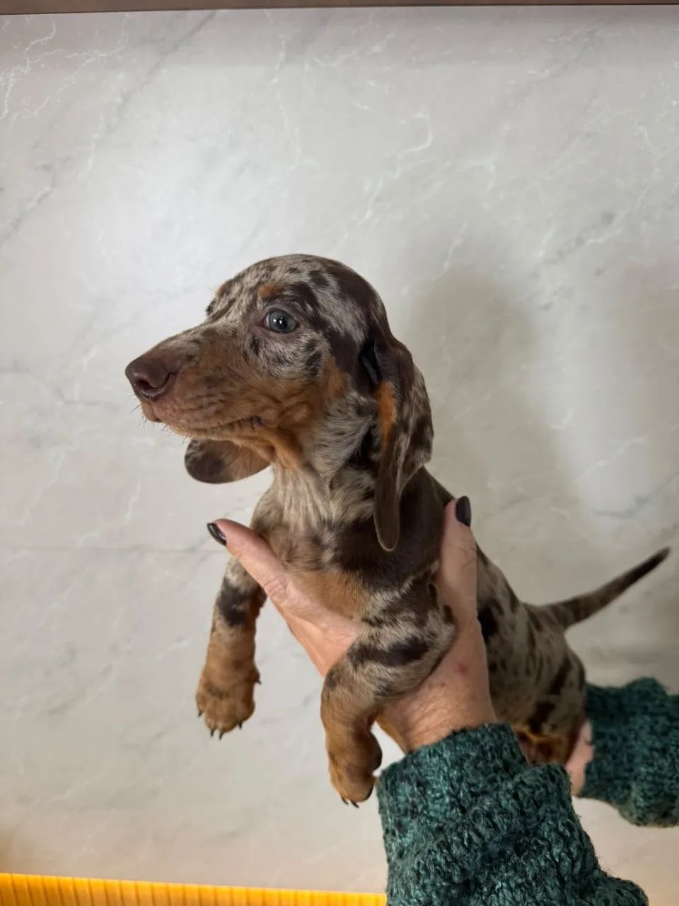 dachshund salsichinha  - Foto 2