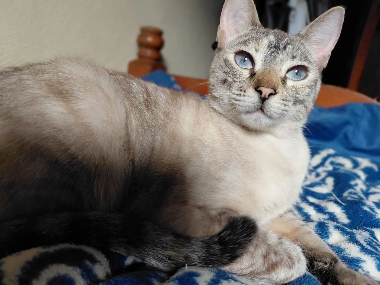 Gata Nala DESAPARECIDA
