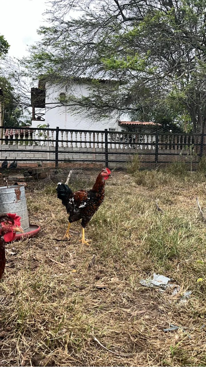 Frango GSb 