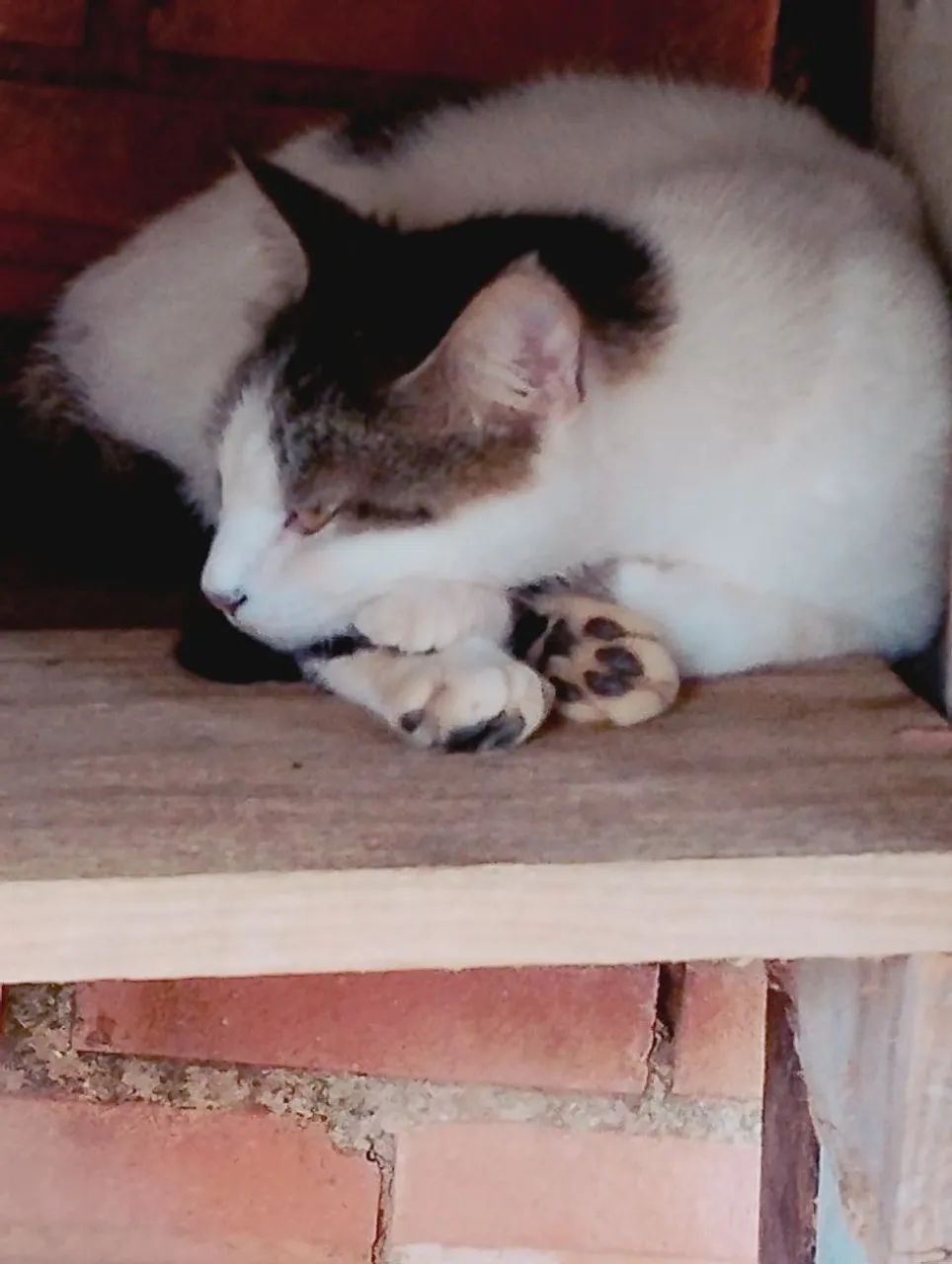 Doação Gatos (Um de raça) - Foto 3