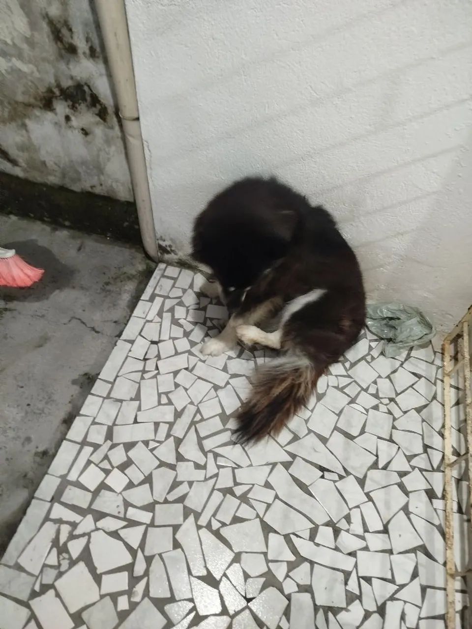 Cachorra - Foto 5