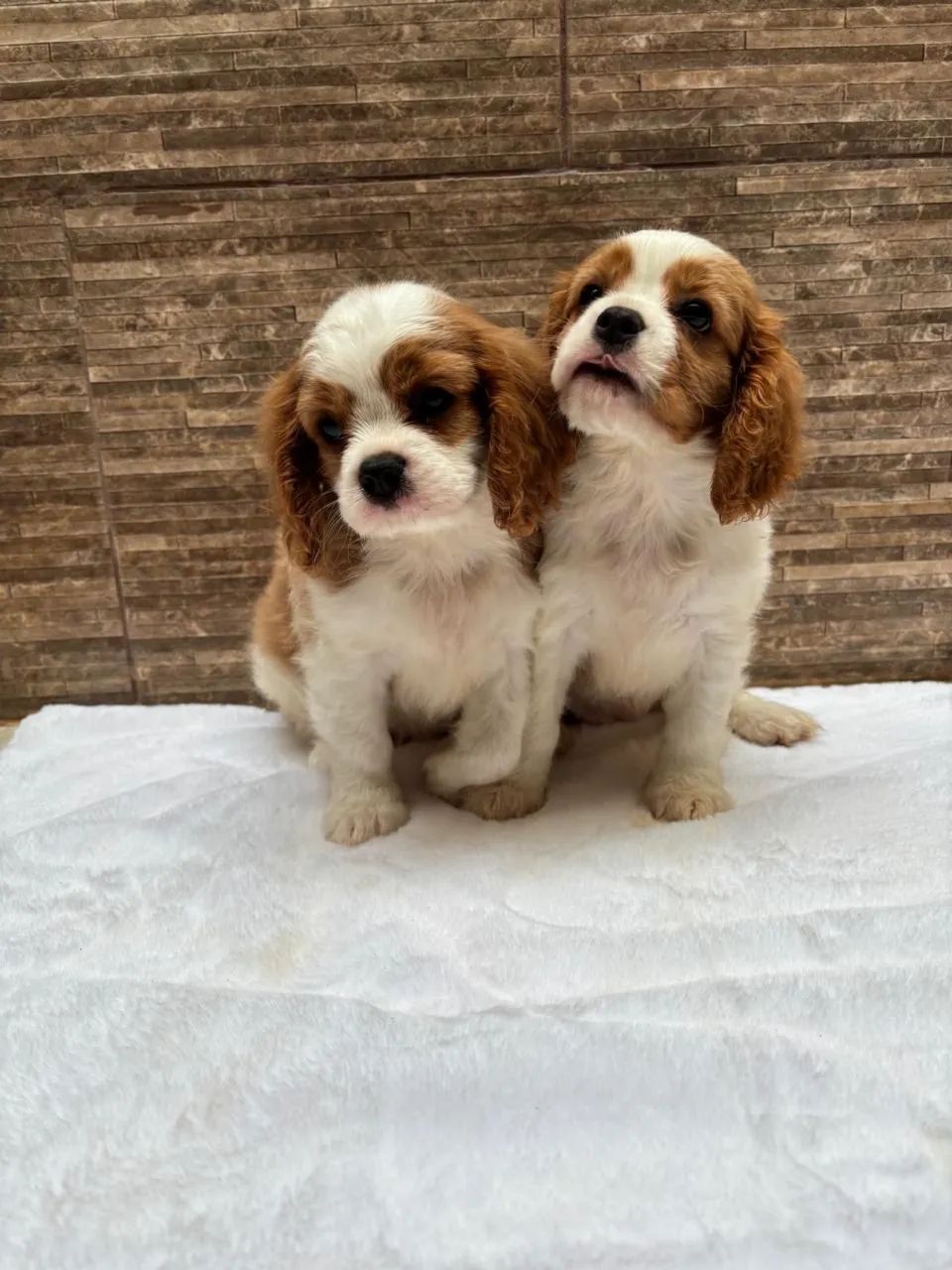 Cavalier legítimo pedigree cbkc  - Foto 4