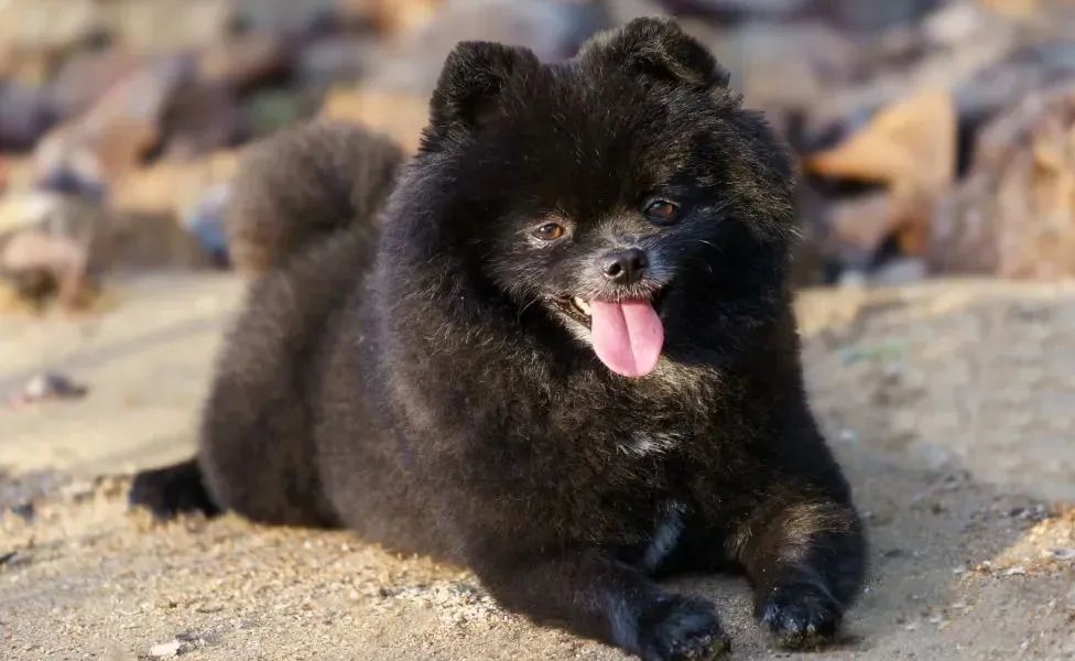 Lulu da Pomerânia macho disponível  - Foto 4