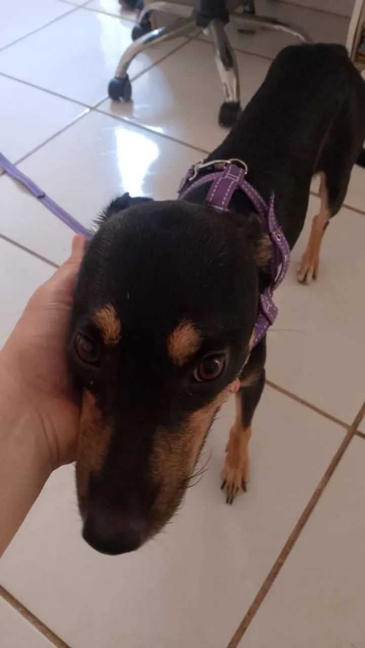 Para adoção! 