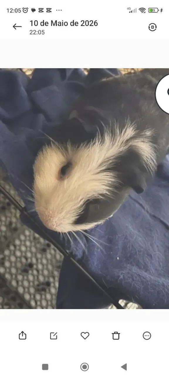 Porquinho da índia 