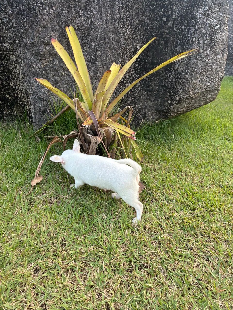 Chihuahua macho - Foto 4
