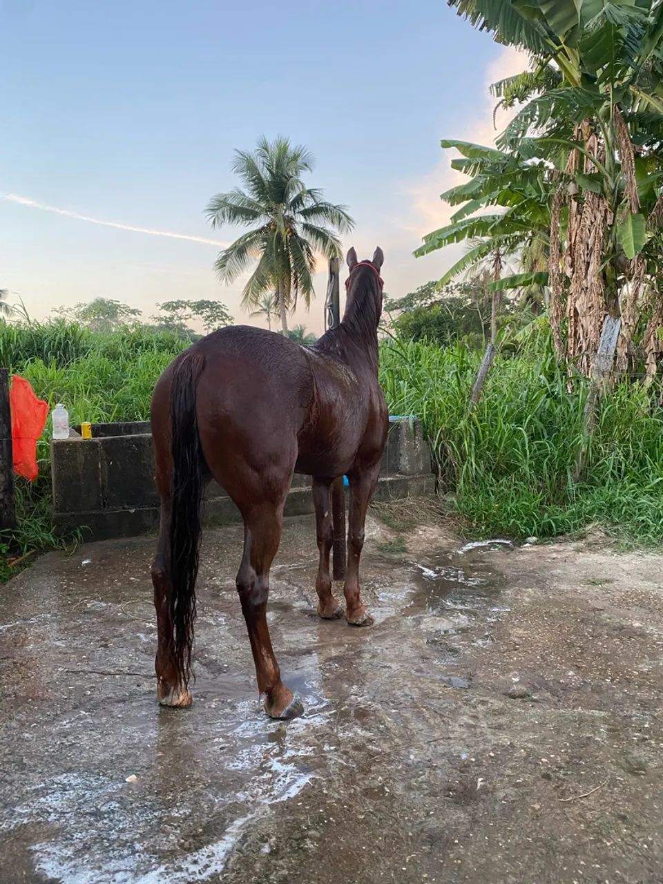 Cavalo quarto de milha  - Foto 2