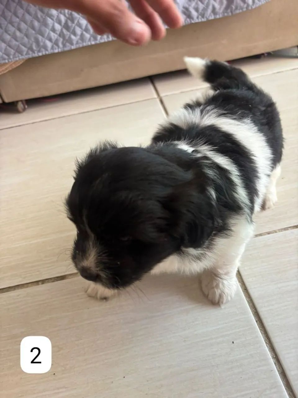 Lhasa + shi - Foto 3