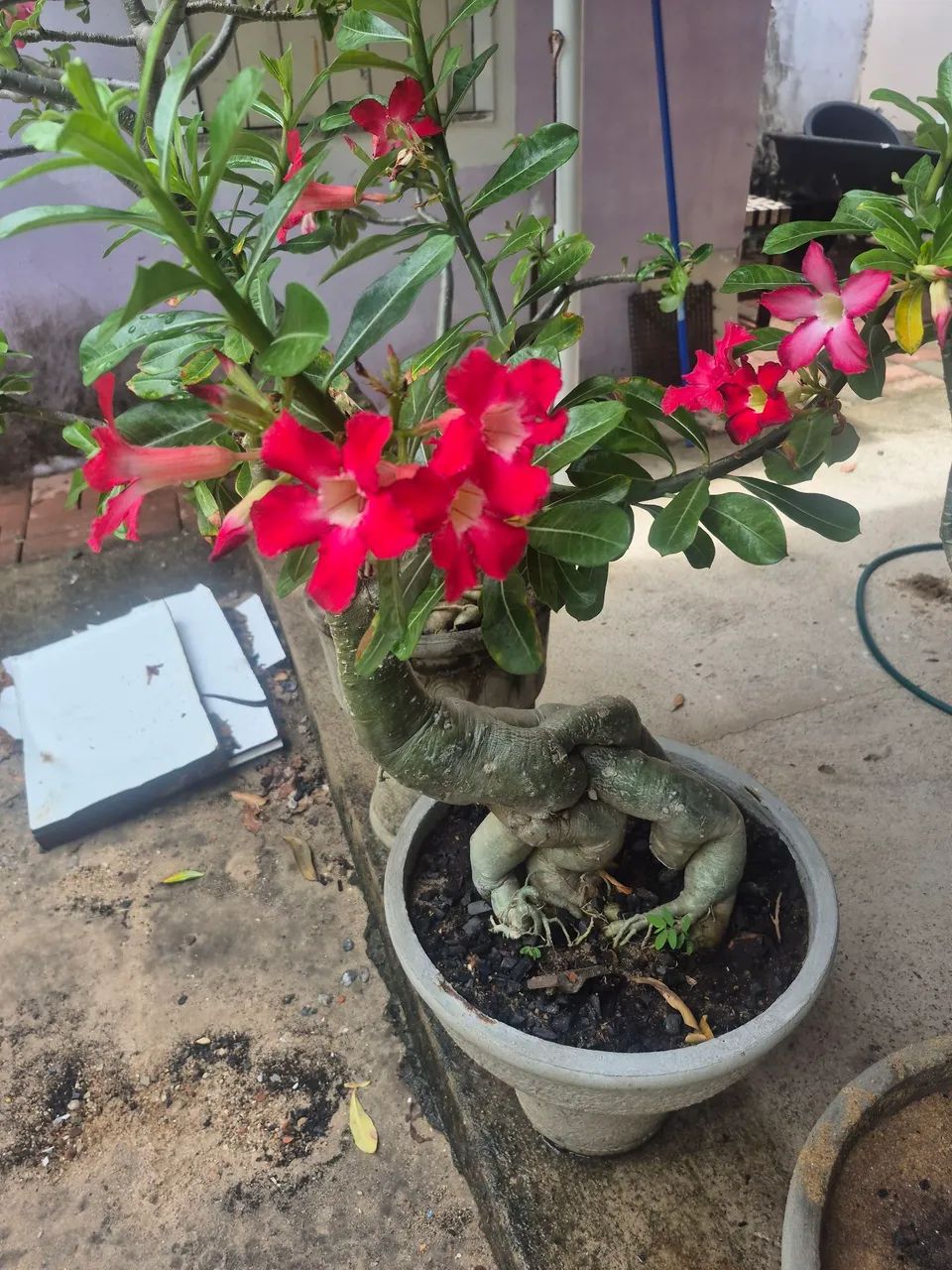 Flor do Deserto - Foto 2