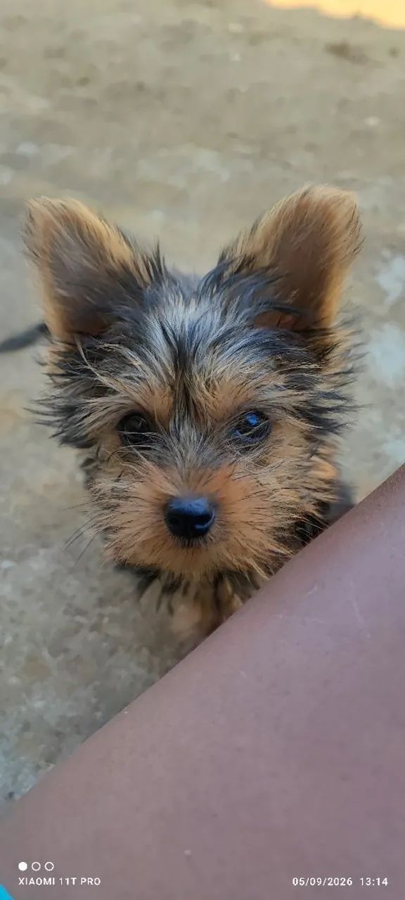Yorkshire macho com 3 meses - Foto 2