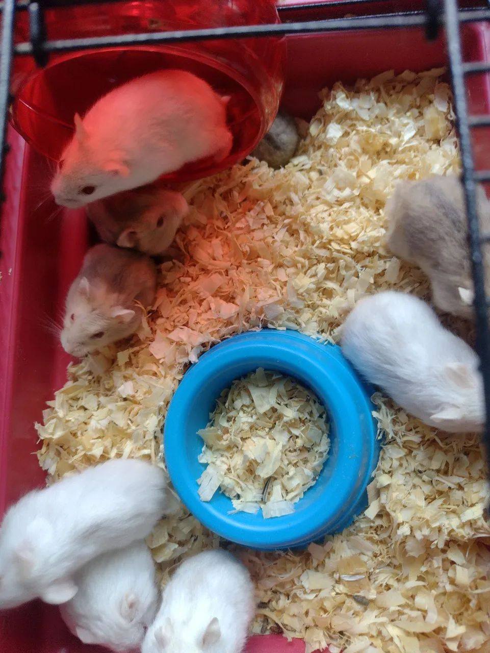 Hamster Anão russo filhotes - Foto 6