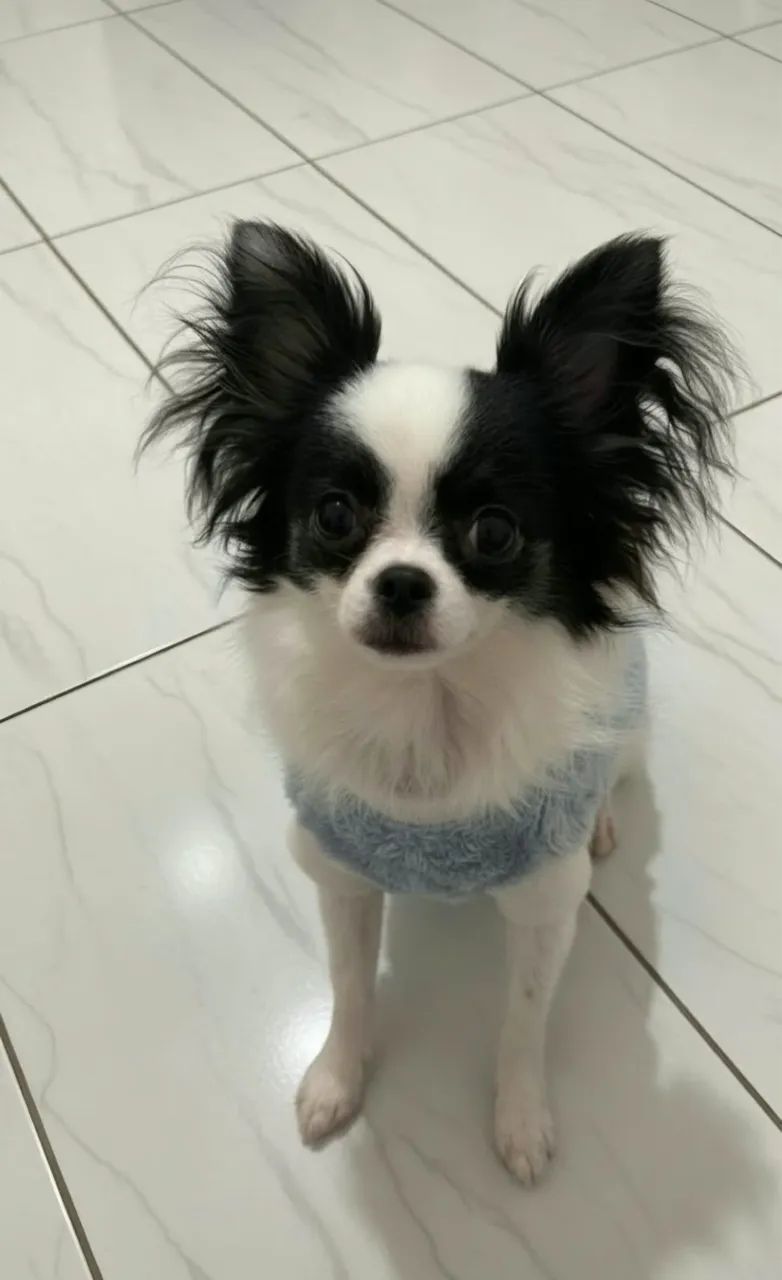 Chihuahua 
