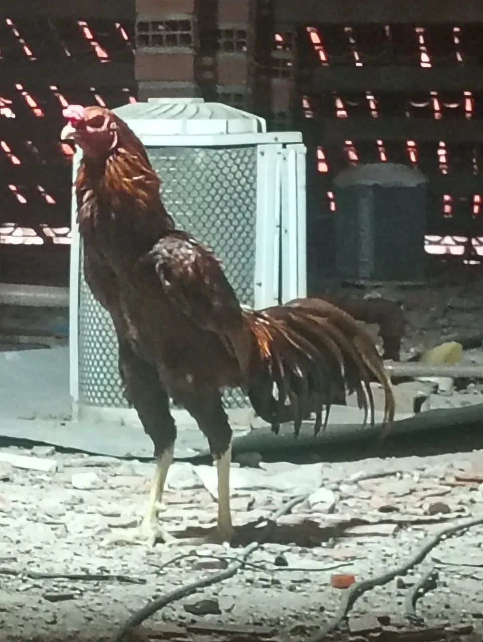 Galo indiano 