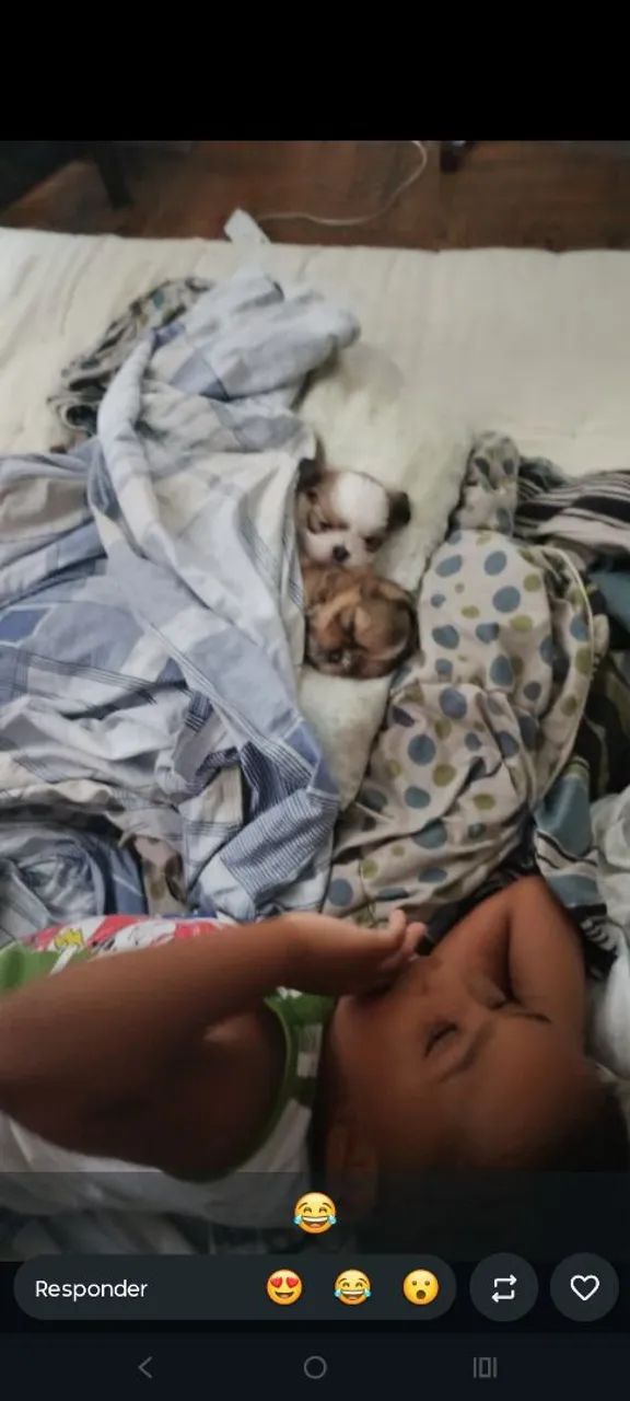 Fêmea shih Tzu - Foto 4