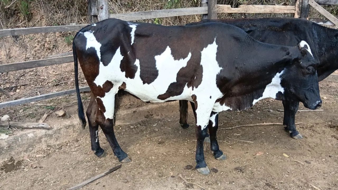 Vendo vaca girlonda jersoladia  8000 cada vaca  - Foto 4