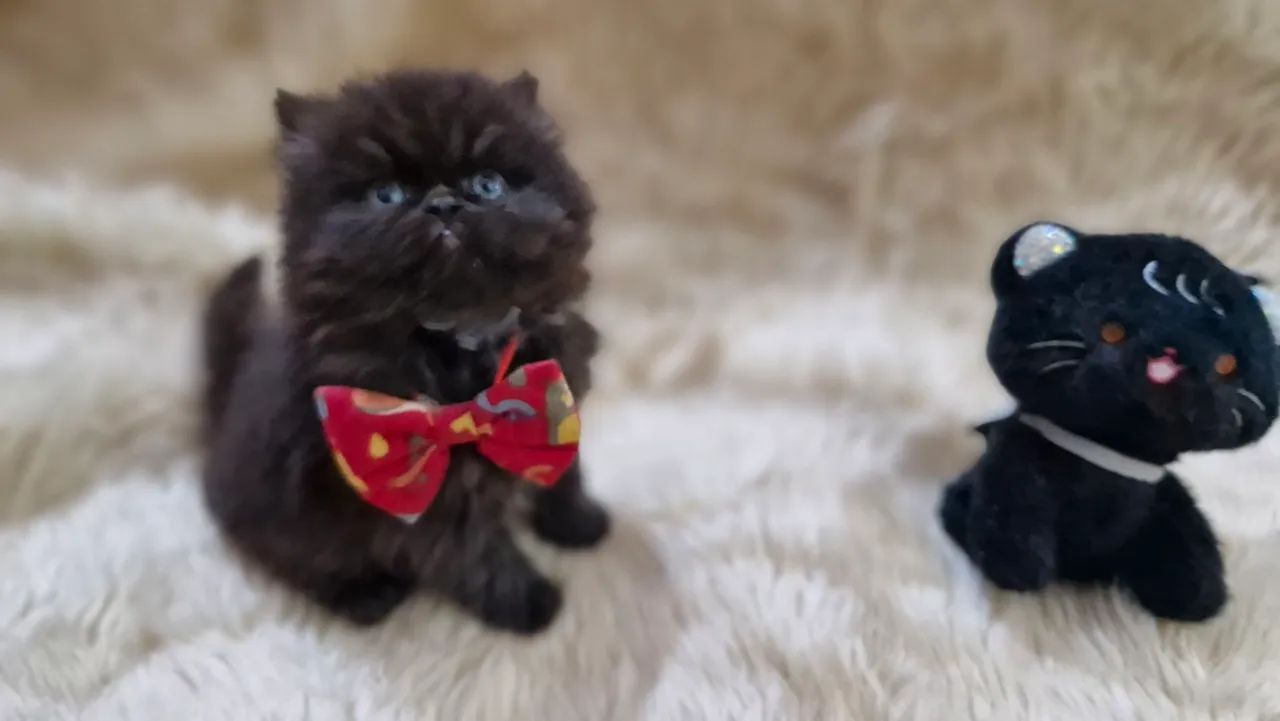 Gato persa - Foto 2