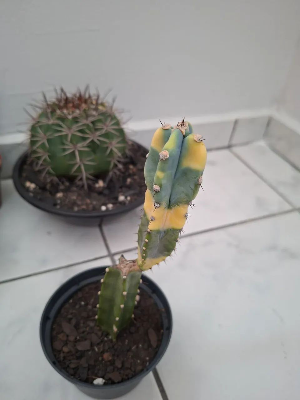 Cactos 30,00 cada - Foto 3