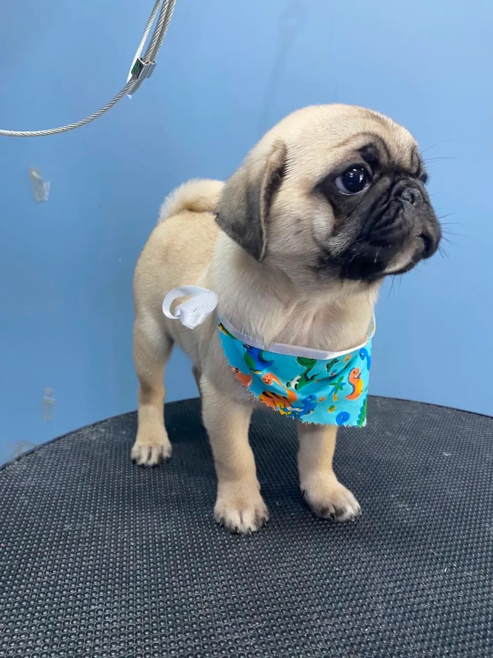 Pug filhote - Foto 4