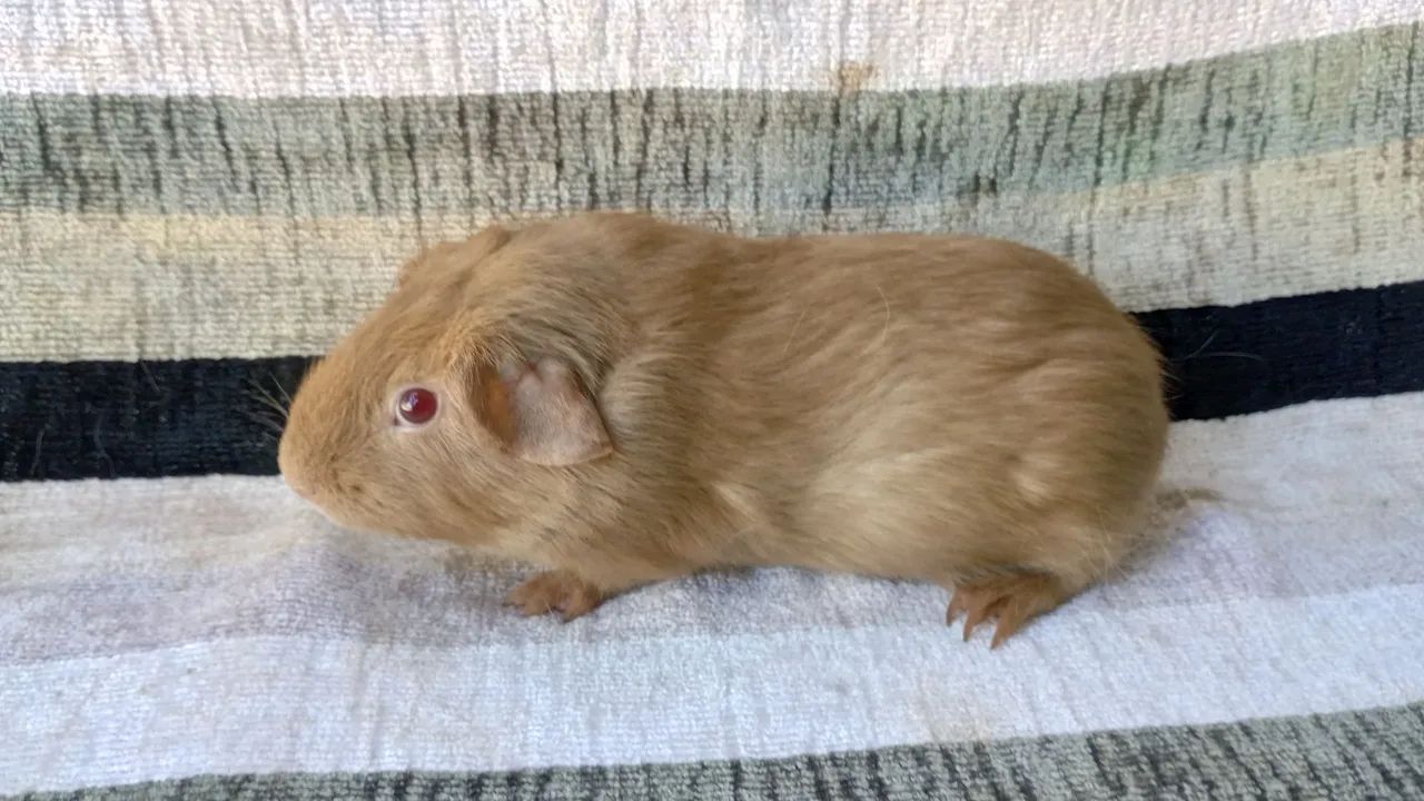 lindos animais  - Foto 4