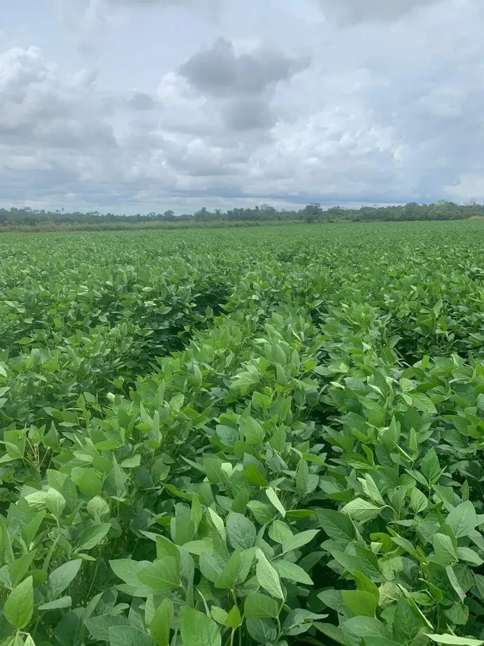 Fazenda a venda em Pedro Afonso - Tocantins!!!