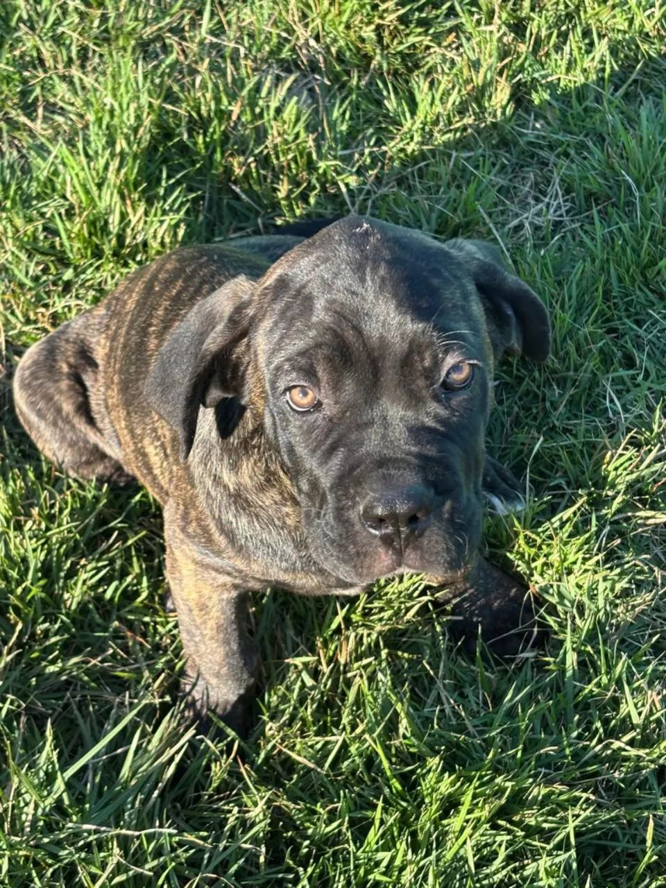 Filhote de Cane Corso  - Foto 5