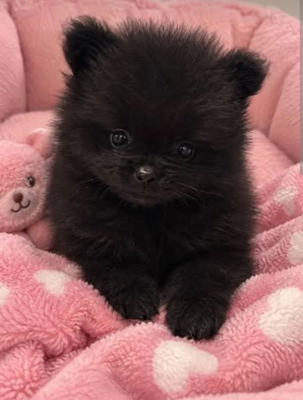 Spitz Black  top - Foto 2