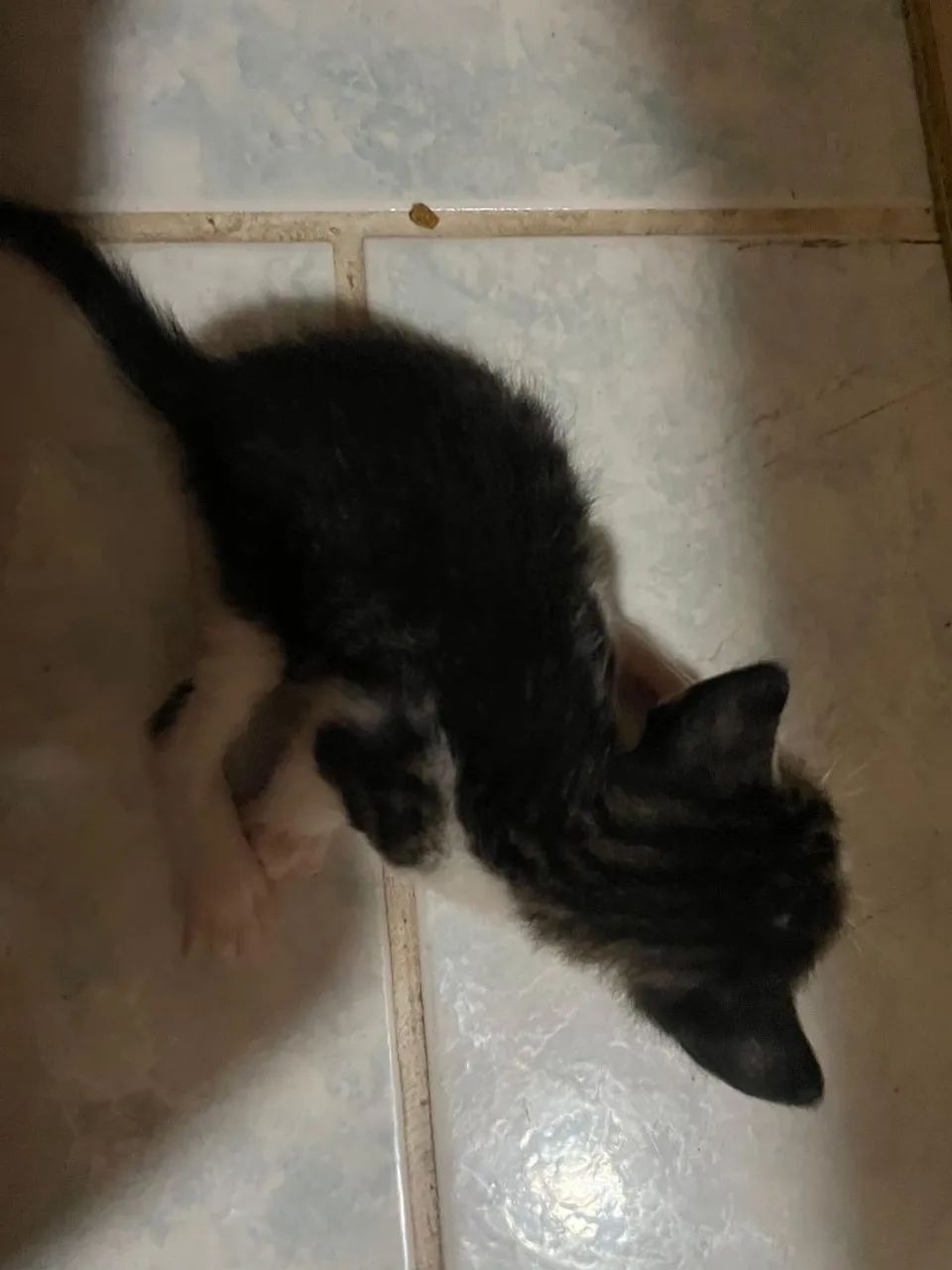 Animais Gatos  - Foto 5