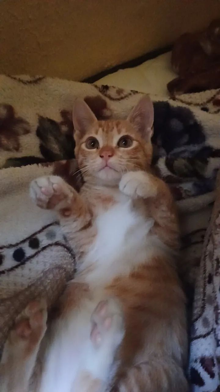 Gatinha laranja para doação responsável  - Foto 3