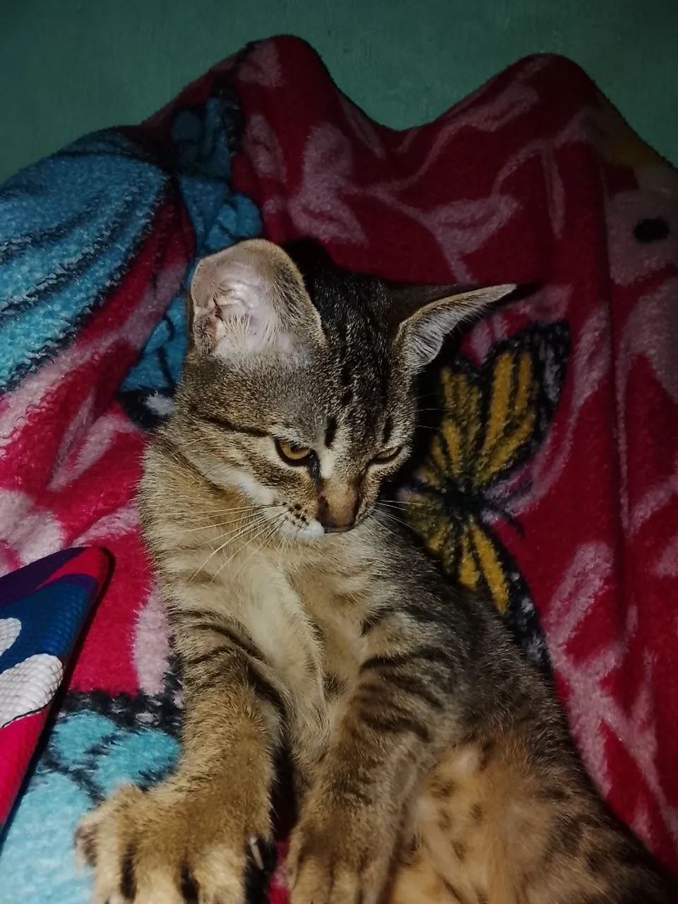 Gato doação 