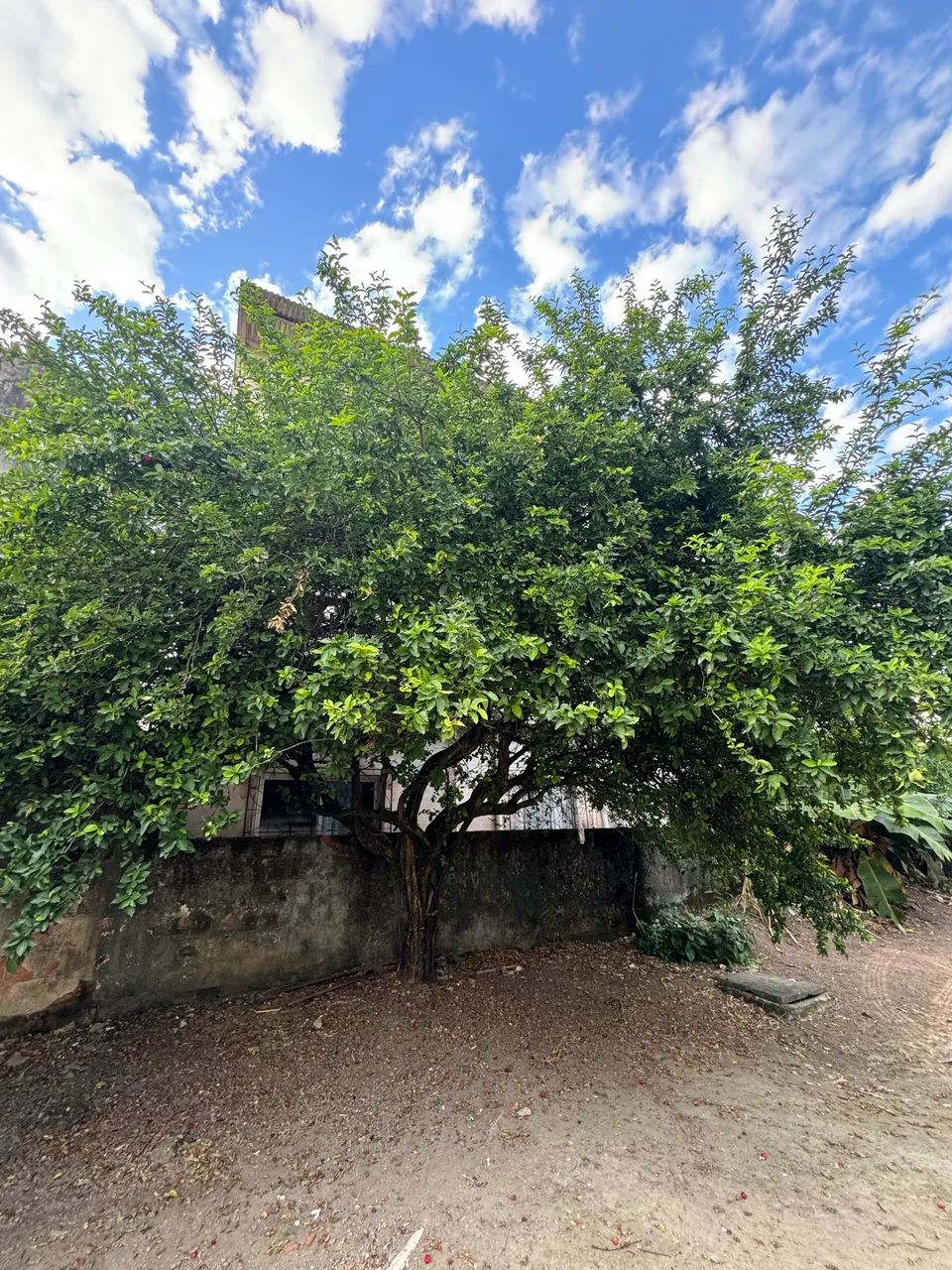 CASA 1 QUARTO EM CARAPINA GRANDE, SERRA - Foto 5
