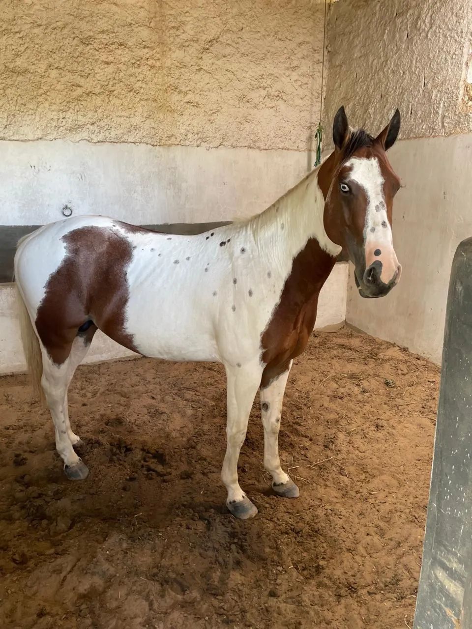 Cavalo  - Foto 5