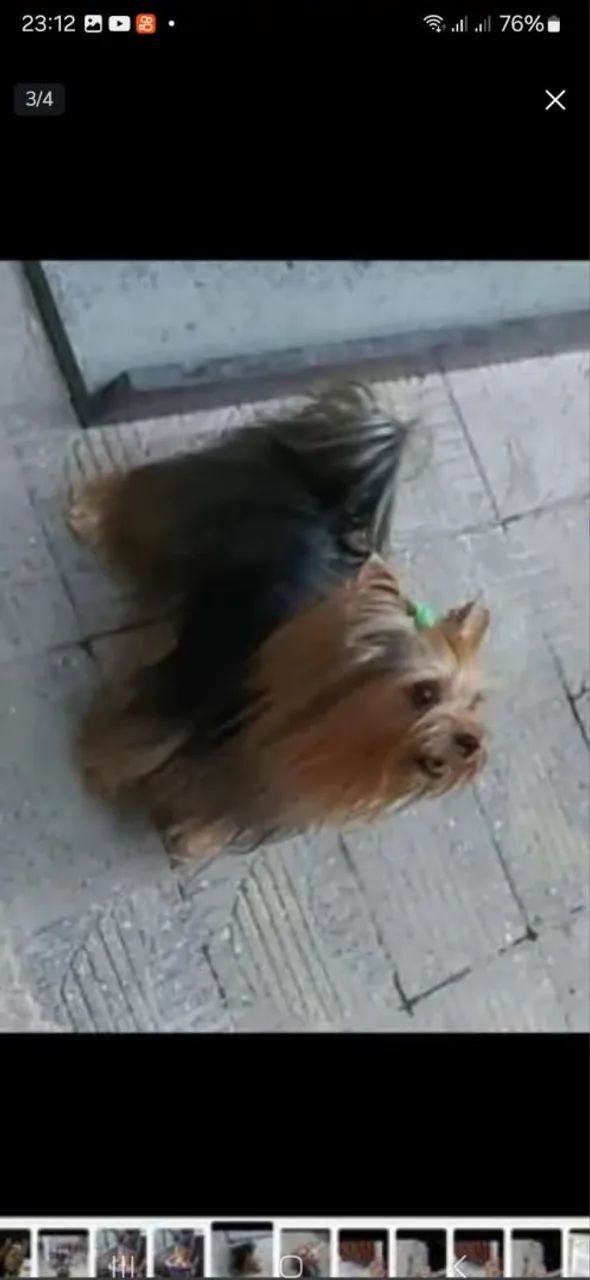Lindos filhotes mine  de Yorkshire Terrier. - Foto 2
